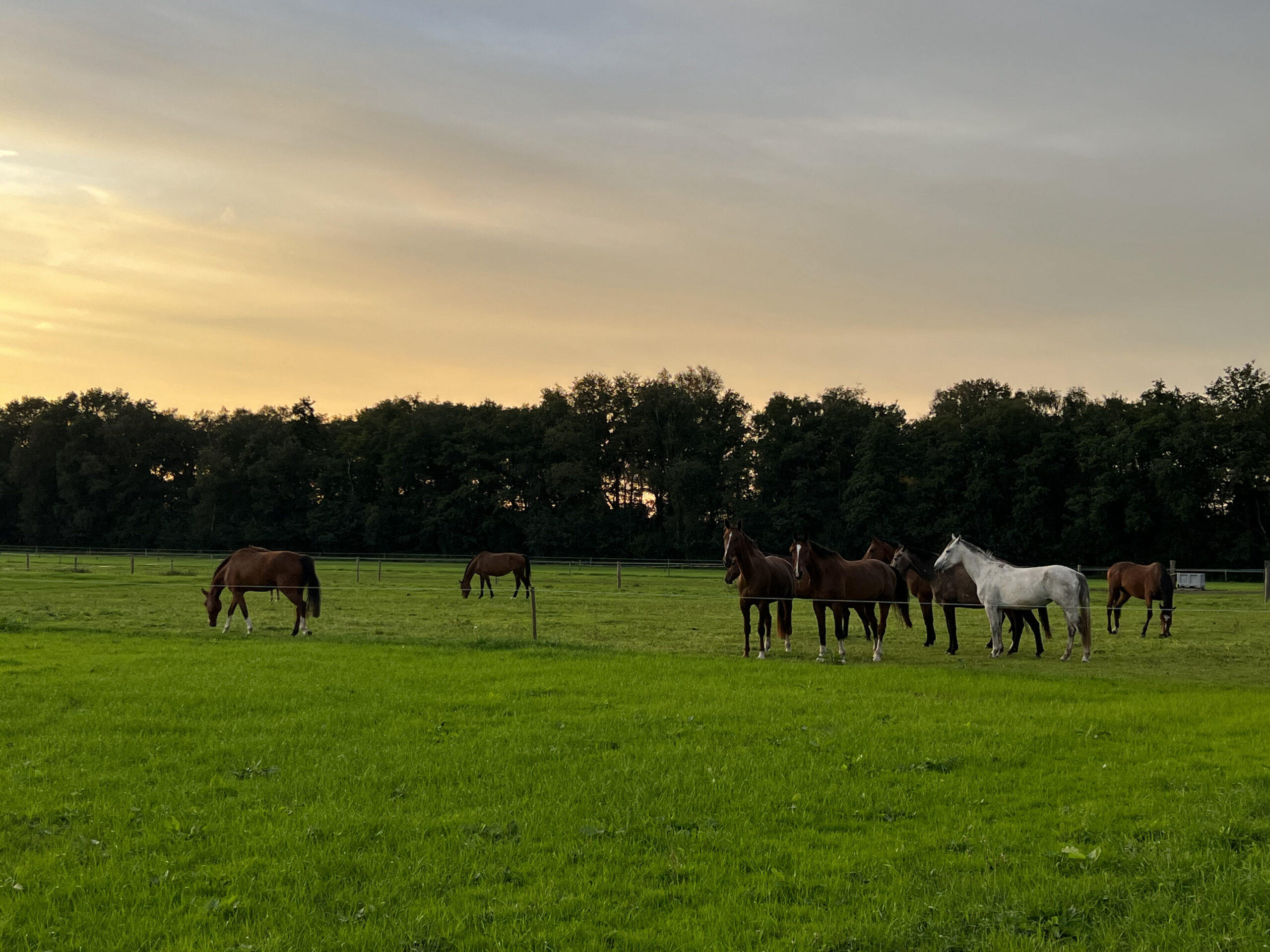 Paarden-in-de-wei-Hippisch-Centrum-Caprilli