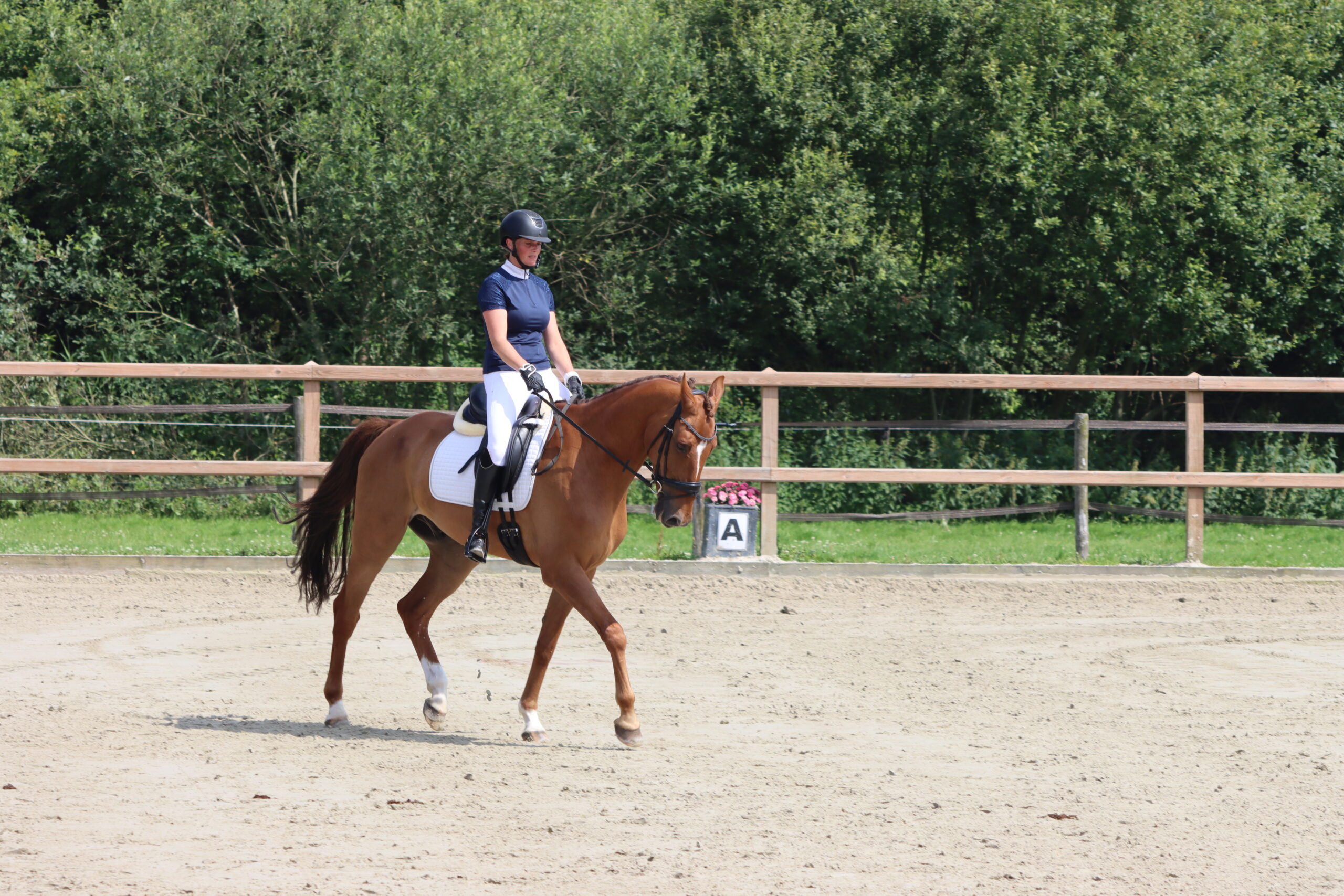 Caprilli Ruiter Academy Daisy en Ice
